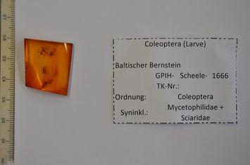 Vorschaubild Bernstein m. Käfer-Larve, Logo-Mücke, 2 Trauermücken